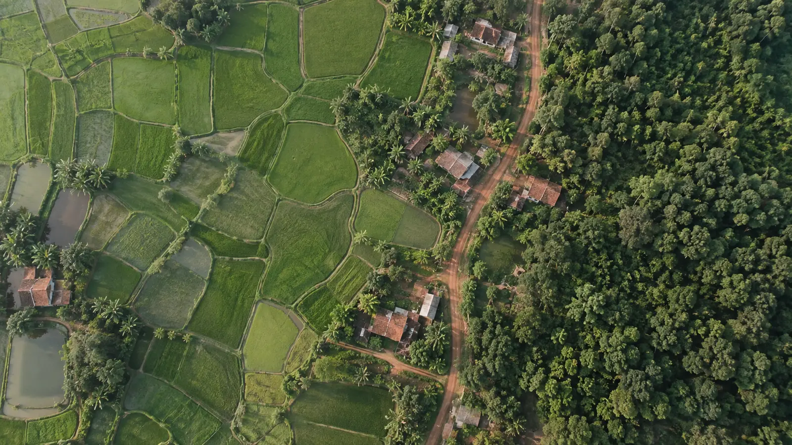 Generated aerial view of rice fields, farmhouses along a road, and a forest lot
