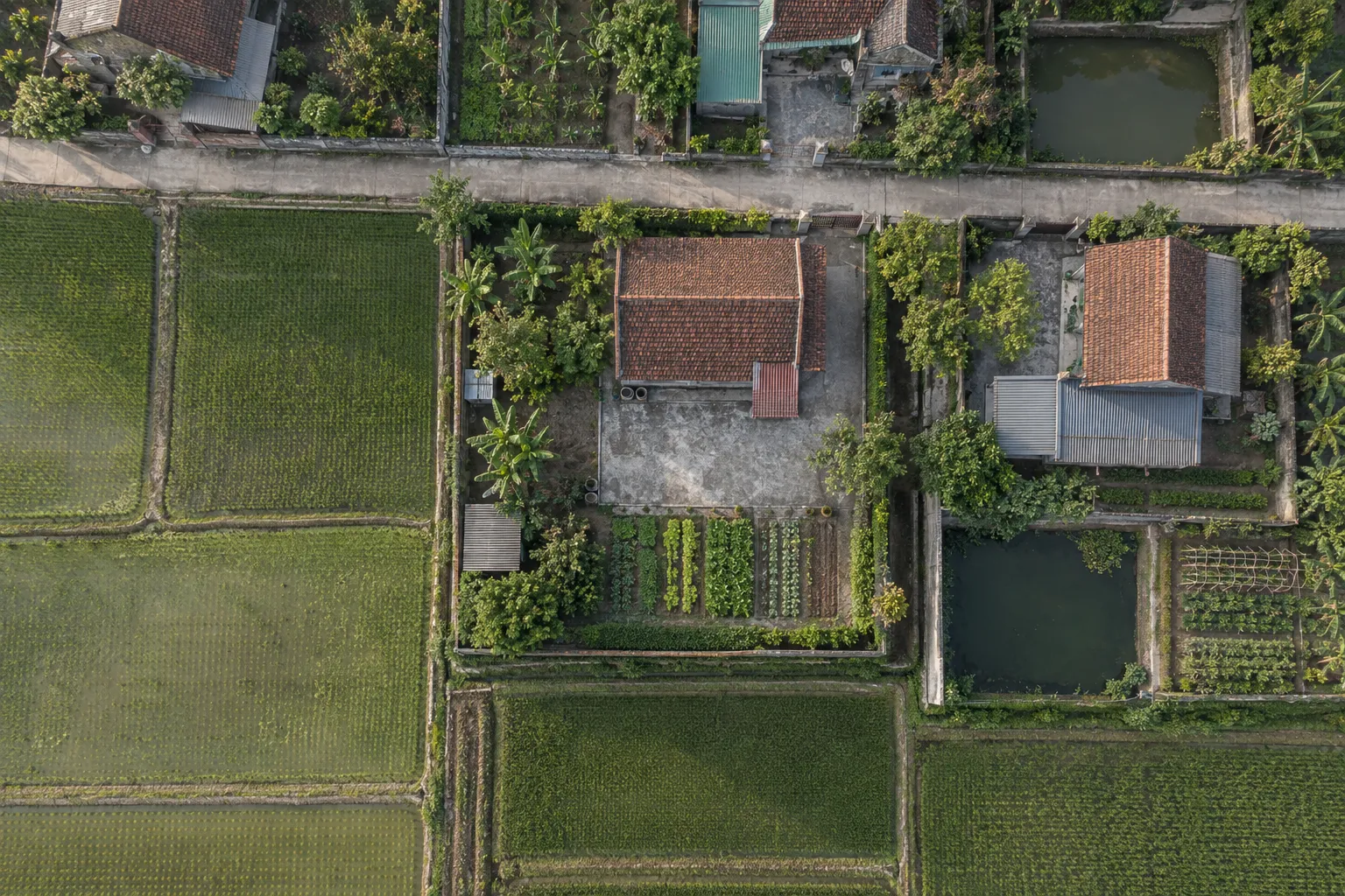 Generated image: a village block seen straight down, a house plot in the middle with rice fields around it, parcel lines drawn over it